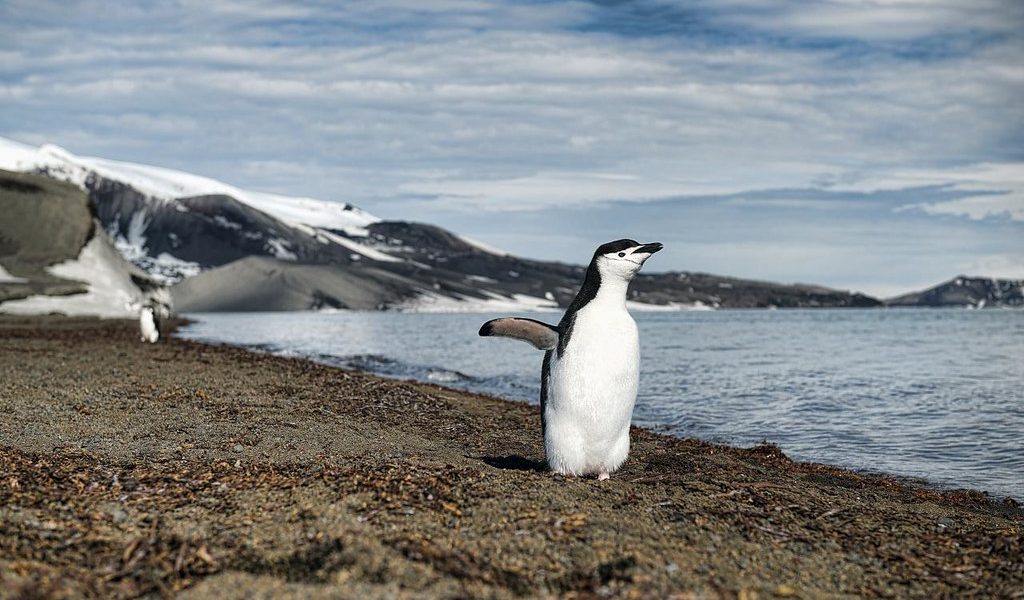 Penguins